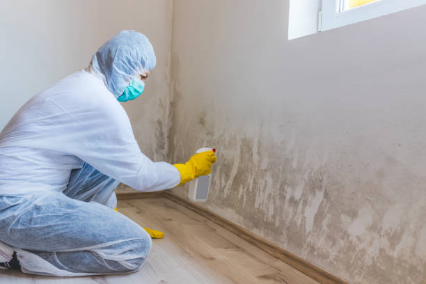 Licensed Bathroom Mold Removal service in Olney, IL - WQB Mold Removal